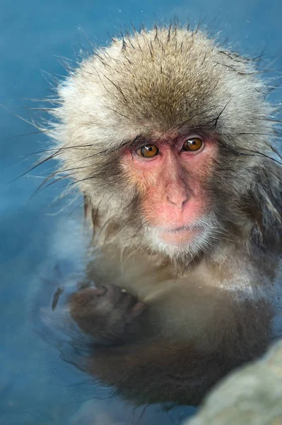 Macaque Japonais Dans Eau Des Sources Chaudes Naturelles Macaque Japonais — Photo