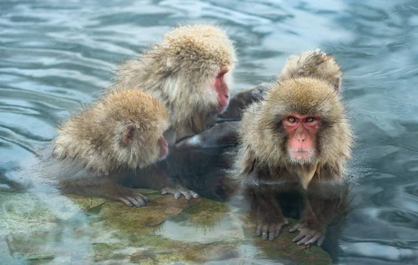 Macacos Japoneses Água Fontes Termais Naturais Macaco Japonês Nome Científico — Fotografia de Stock