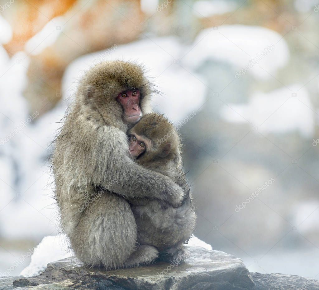 Japanese macaque and cub. The Japanese macaque ( Scientific name: Macaca fuscata), also known as the snow monkey. Natural habitat, winter season.