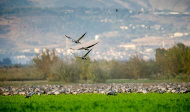 Vinçler alan yiyecek arama içinde. Yeşil çim arka plan. Bayağı turna, bilimsel adı: Grus grus Grus communis. Vinçler Flock yeşil sahada.