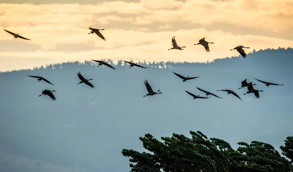 Uma Silhueta Guindastes Voo Bando Guindastes Voa Nascer Sol Manhã — Fotografia de Stock