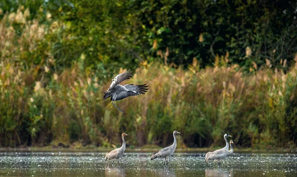Guindastes Comuns Grus Grus Água Cranes Flock Lake Sunrise Paisagem — Fotografia de Stock
