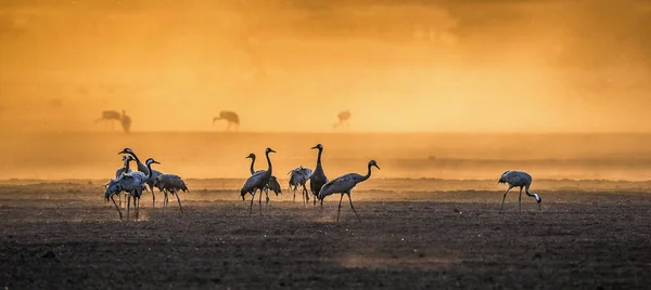 Grúas Campo Cultivo Amanecer Grulla Común Nombre Científico Grus Grus — Foto de Stock