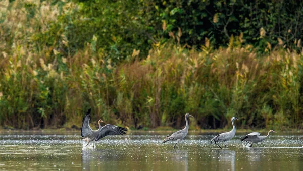 Grues Communes Grus Grus Dans Eau Les Grues Affluent Sur — Photo