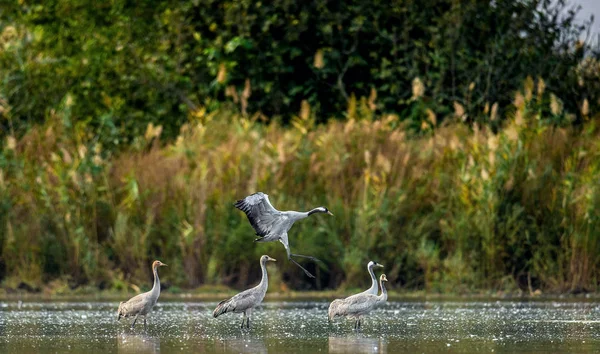 Common Cranes Grus Grus Water Cranes Flock Lake Sunrise Morning — Stock Photo, Image