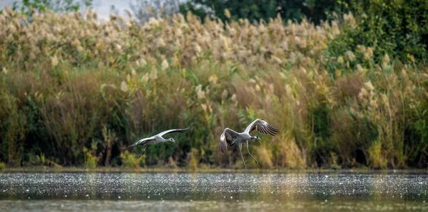 Ortak Vinçler Grus Grus Vinçler Flock Üzerinde Gündoğumu Gölde Sabah — Stok fotoğraf