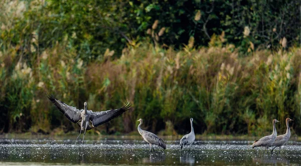 Common Cranes Grus Grus Water Cranes Flock Lake Sunrise Morning — Stock Photo, Image
