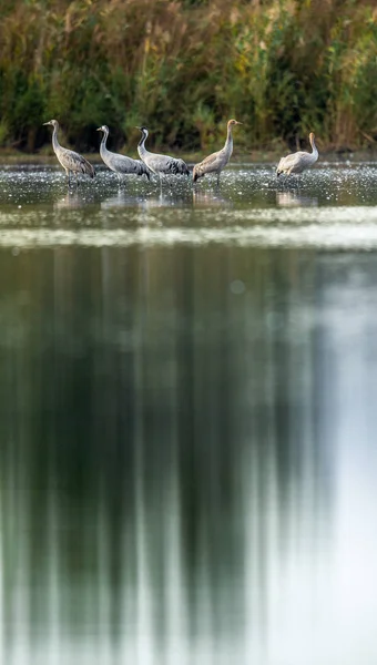 Ortak Vinçler Grus Grus Vinçler Flock Üzerinde Gündoğumu Gölde Sabah — Stok fotoğraf