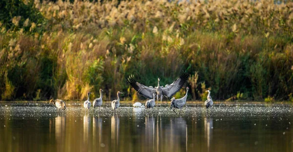 Grúas Comunes Grus Grus Agua Las Grúas Acuden Lago Amanecer — Foto de Stock