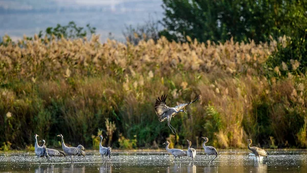 Common Cranes Grus Grus Water Cranes Flock Lake Sunrise Morning — Stock Photo, Image