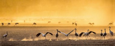 Vinçler gündoğumu, tarıma uygun bir alanda. Bayağı turna, bilimsel adı: Grus grus Grus Communis. Ulusal parkta Agamon İsrail Hula Vadisi'nin gündoğumu, vinçler besleme.