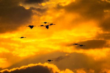 Bir siluet vinç uçuş. Flok vinç güneş doğarken uçar. Sisli sabah gündoğumu gökyüzü arka plan. Ortak Crane, Grus grus veya Grus Communis, doğal ortamlarında büyük kuş.