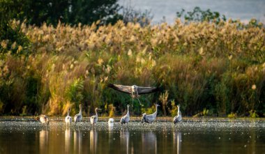 Ortak vinçler (Grus grus) su. Vinçler Flock üzerinde gündoğumu gölde. Sabah manzara Hula Vadisi rezerv. İsrail.
