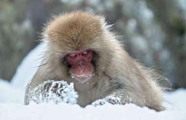 The Japanese macaque ( Scientific name: Macaca fuscata), also known as the snow monkey. Close up portrait. clipart