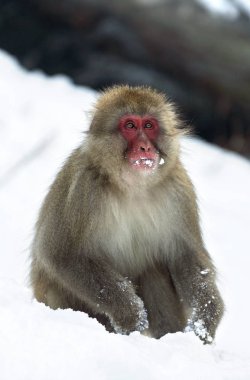 Japon makak (bilimsel adı: Macaca fuscata), kar maymun olarak da bilinir. Kış sezonu. Doğal yaşam alanı. 