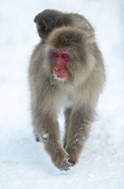 Yavru Japon makak'ın sırtında. Japon makak (bilimsel adı: Macaca fuscata), kar maymun olarak da bilinir. Doğal yaşam alanı, kış sezonu.