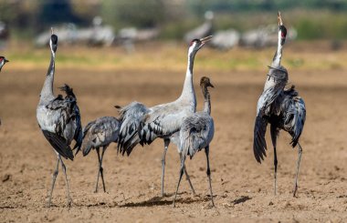 Vinçler tarıma elverişli alan dans. Bayağı turna, bilimsel adı: Grus grus Grus communis.