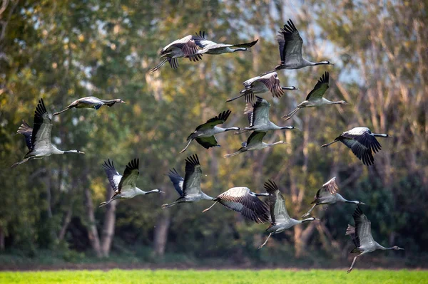 Cranes Flight Common Crane Scientific Name Grus Grus Grus Communis — Stock Photo, Image