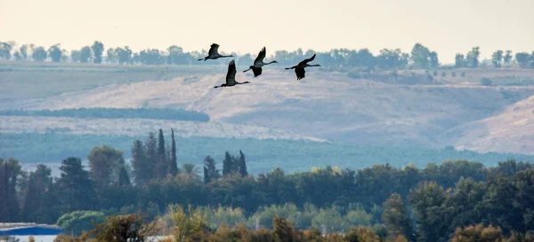 Una Sagoma Gru Volo Gregge Gru Vola All Alba Mattina — Foto Stock