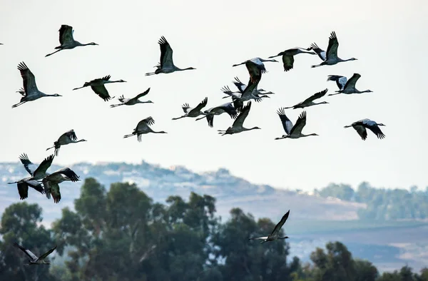 Des Silhouettes Grues Vol Troupeau Grues Vole Lever Soleil Foggy — Photo