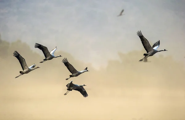 Silhuetter Tranor Flykt Flock Tranor Flyger Vid Soluppgången Dimmig Morgon — Stockfoto