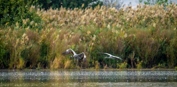 Ortak Vinçler Grus Grus Vinçler Flock Üzerinde Gündoğumu Gölde Sabah — Stok fotoğraf