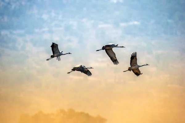 Daruk Repülés Sziluettek Flock Daruk Repül Napkeltekor Ködös Reggel Sunrise — Stock Fotó