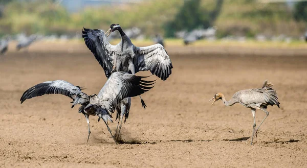 Daruk Tánc Területén Közös Daru Grus Grus Más Néven Eurázsiai — Stock Fotó