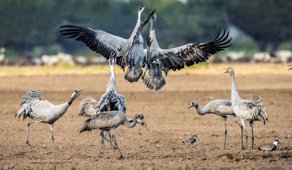 Tánc Daruk Szántóföldi Mezőben Közös Daru Tudományos Neve Grus Grus — Stock Fotó