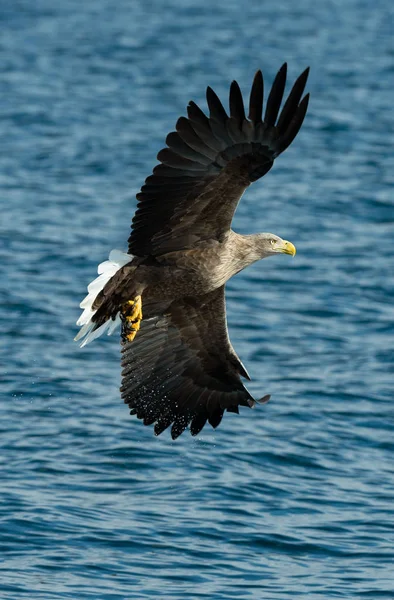 成年白尾鹰捕鱼 蓝色海洋背景 科学名称 白马海雀 又名海牛 欧亚海鹰和白尾海鹰 自然栖息地 — 图库照片