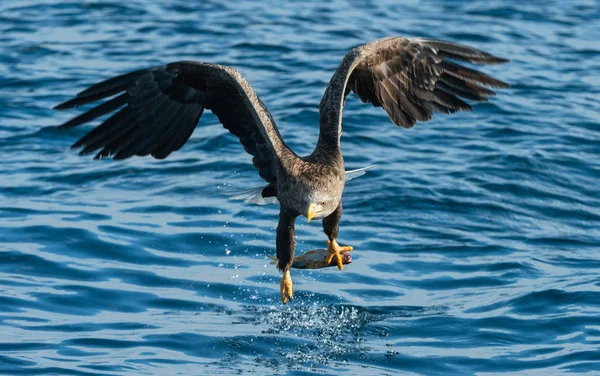 Dospělý Orel Rybaření Blue Ocean Pozadí Vědecký Název Haliaeetus Albicilla — Stock fotografie