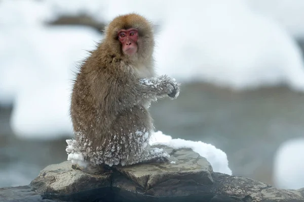 日本猕猴接近天然温泉 日本猕猴 科学名称 也被称为雪猴 自然栖息地 — 图库照片