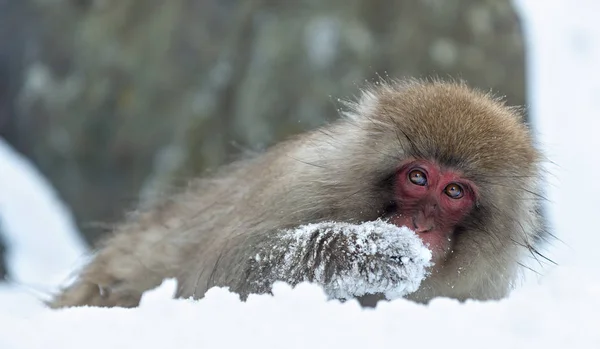 日本猕猴 科学名称 也被称为雪猴 关闭肖像 — 图库照片