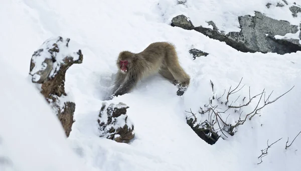 Japán Makákó Tudományos Neve Macaca Nyert Fuscata Más Néven Hóban — Stock Fotó