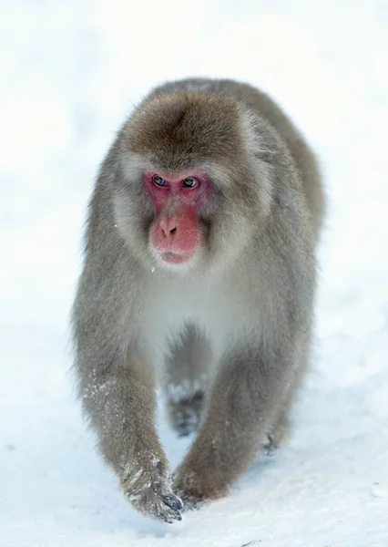 Der Japanische Makak Wissenschaftlicher Name Macaca Fuscata Auch Als Schneemffe — Stockfoto