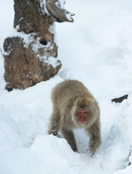 Macaque Japonais Nom Scientifique Macaca Fuscata Également Connu Sous Nom — Photo