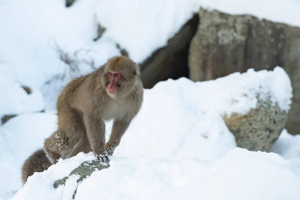ニホンザル ニホンザル 雪猿とも呼ばれます 冬のシーズン 自然の生息地 — ストック写真
