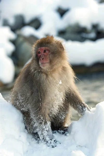 Macaco Japonês Perto Fonte Termal Natural Macaco Japonês Nome Científico — Fotografia de Stock