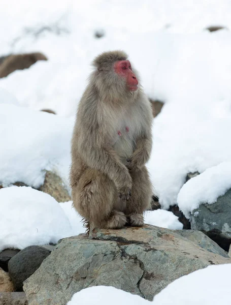 Την Ιαπωνική Macaque Επιστημονική Ονομασία Macaca Fuscata Επίσης Γνωστή Μαϊμού — Φωτογραφία Αρχείου