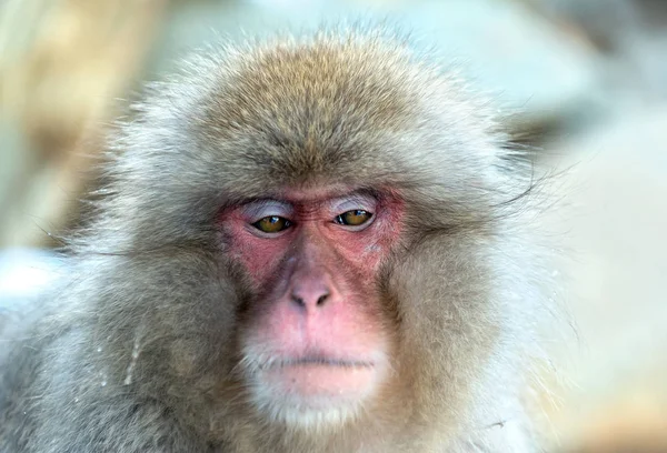 Der Japanische Makak Wissenschaftlicher Name Macaca Fuscata Auch Als Schneemffe — Stockfoto