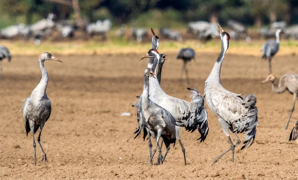 Tánc Daruk Szántóföldi Mezőben Közös Daru Tudományos Neve Grus Grus — Stock Fotó