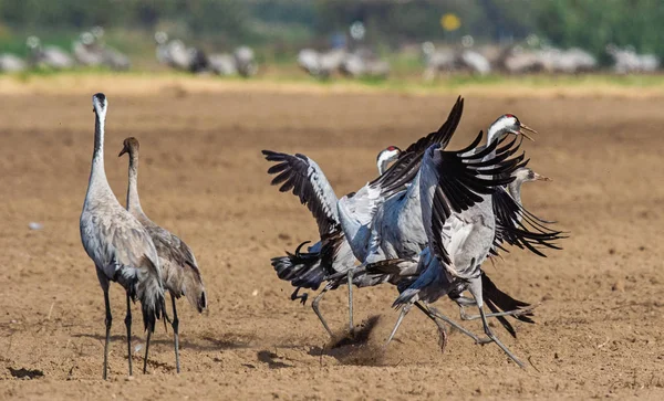 Dansen Kranen Akkerbouwgewassen Veld Kraanvogel Wetenschappelijke Naam Grus Grus Grus — Stockfoto