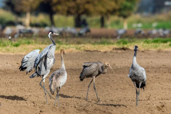 Tánc Daruk Szántóföldi Mezőben Közös Daru Tudományos Neve Grus Grus — Stock Fotó