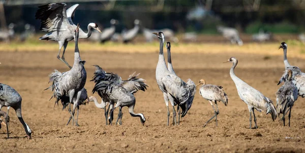 Tánc Daruk Szántóföldi Mezőben Közös Daru Tudományos Neve Grus Grus — Stock Fotó