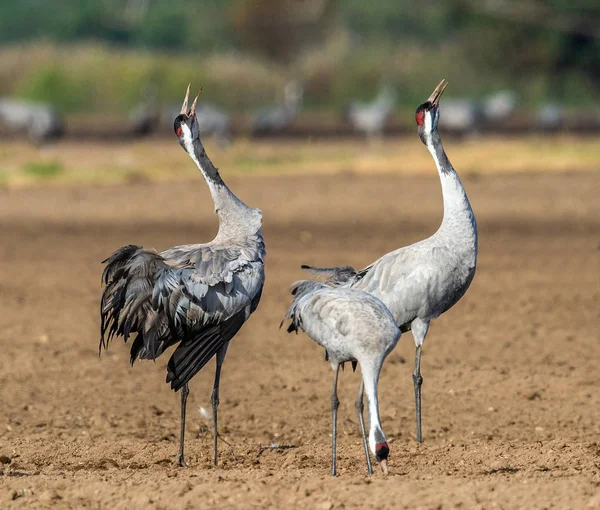 Cranes Dançarinos Campo Arável Guindaste Comum Nome Científico Grus Grus — Fotografia de Stock