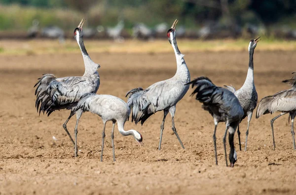 Tančící Jeřáby Orné Pole Jeřáb Popelavý Vědecký Název Grus Grus — Stock fotografie