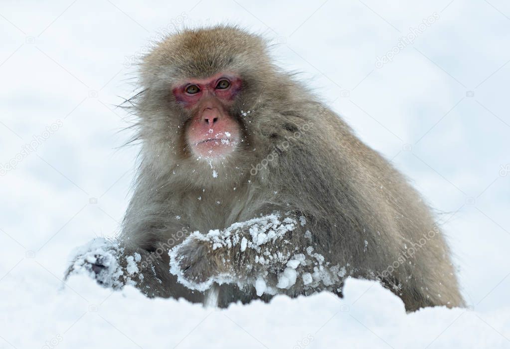 The Japanese macaque ( Scientific name: Macaca fuscata), also known as the snow monkey. Close up portrait.