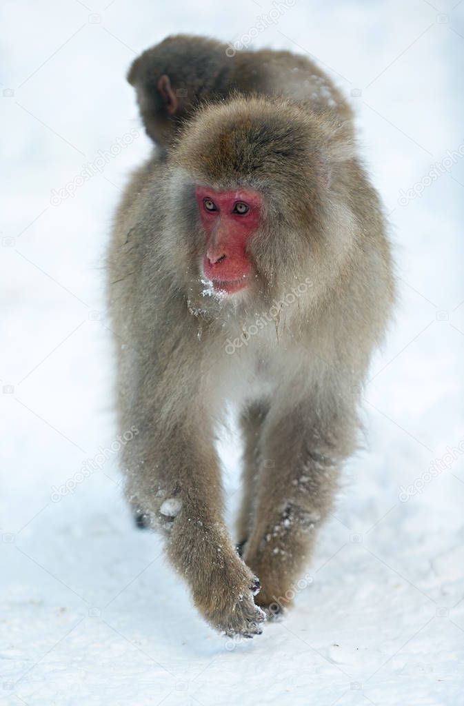 Cub on Japanese macaque`s back. The Japanese macaque ( Scientific name: Macaca fuscata), also known as the snow monkey. Natural habitat, winter season.