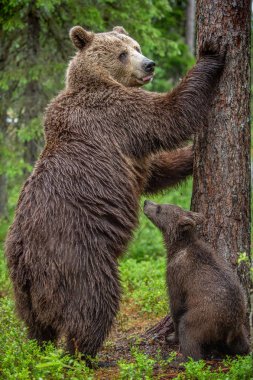 Kahverengi ayılar. O ayı ve yavru ayı-yaz ormanın içinde. Onun arka ayakları üzerinde duran o ayı. Yeşil orman doğal arka plan. Bilimsel adı: Ursus arctos.