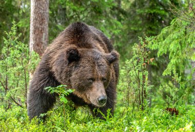 Boz ayı yaz ormanın içinde. Yeşil Doğal arka plan. Doğal yaşam alanı. Bilimsel adı: Ursus Arctos. 